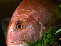 旬の味覚ディナーコース【厳撰牛フィレ】