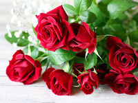 アニバーサリープラン“Rose”   【C. ダーズンローズ（バラ12本）】