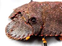 スプレンディド開業記念（期間限定）　和琉プレミアムコース　尚　ーSHOUー　2026