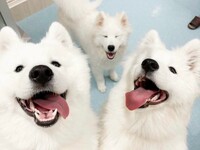 From April 1st: Weekdays - Regular Ticket (50 minutes)