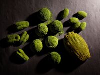 Matcha Sweets & Bakery Collection 2026 ※Information※