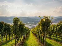 5/27【ワインサロン】ピノ・ノワールの世界