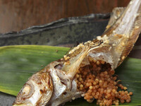 5月【3時間飲み放題付】物ハタハタのブリコ焼きや比内地鶏の串焼き、逸品など全12品9000円(税込)