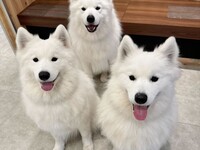 【11時枠限定】3兄妹バースデーイベント