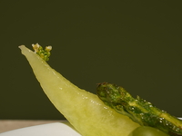 5月Essenceノンアルコールペアリング  