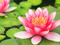 水蓮コース　～すいれん～