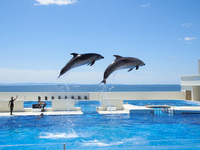 [JFR Card Members Only] Lunch Plan with Suma Sea World Admission Ticket