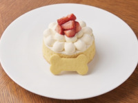 ドッグケーキ