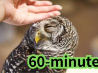 【60分大人】 触れ合いのみ＋1オーダー制