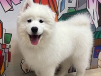 Samoyed Cafe Al/Bichon Cafe Pom Kamakura - Restaurant Guide
