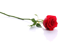 赤薔薇 1輪