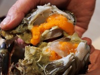 [Crawfish Kejang Course]
