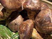 [Limited Time] All about matsutake – The king of autumn flavors: a feast of matsutake and Kobe beef