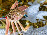 Chef's Special Course with Kanō Crab and Kōbako Crab (Manjū Crab) — for parties of 2 or more, available Nov 8–Jan 25.