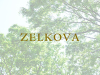 Lunch＜ZELKOVA＞26,000