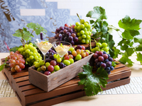 【Ages 4–12】 ‘Grape Harvest Festival’: All-you-can-eat of 3 domestic grape varieties, including Shine Muscat!